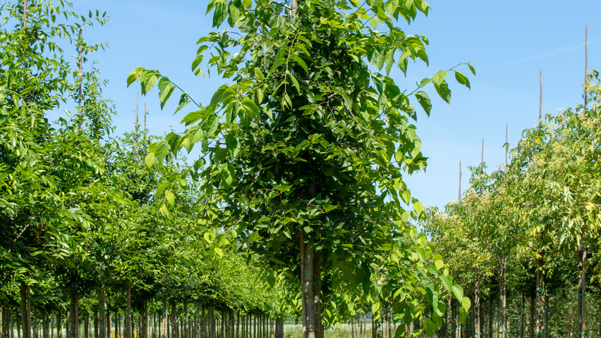Celtis 'Magnifica' hochstämmig