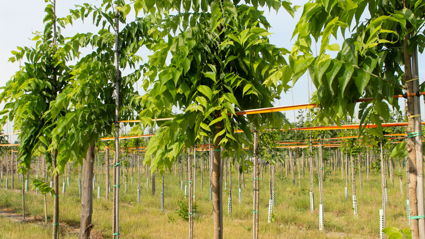 Celtis 'Magnifica' hochstämmig