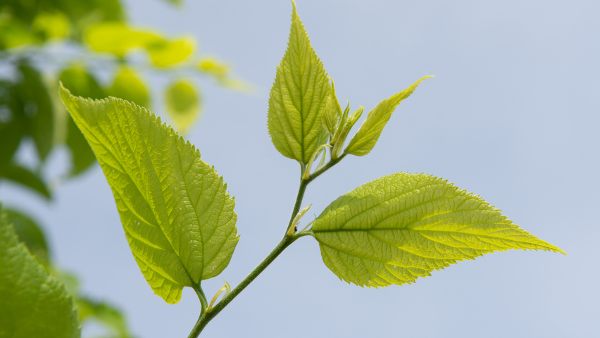 Celtis 'Magnifica' Blatt