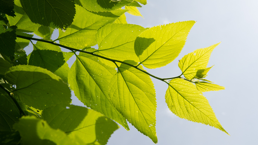 Celtis 'Magnifica' Blatt