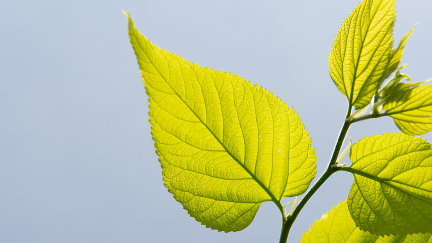 Celtis 'Magnifica' Blatt