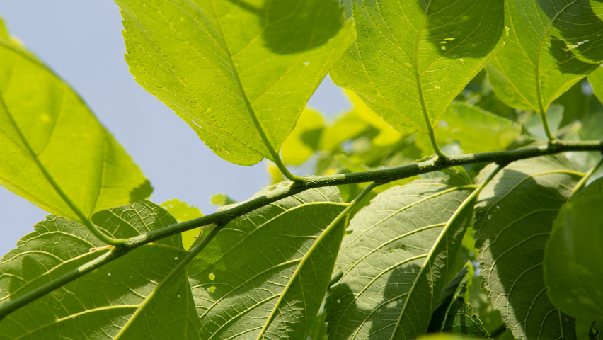 Celtis 'Magnifica' Zweige
