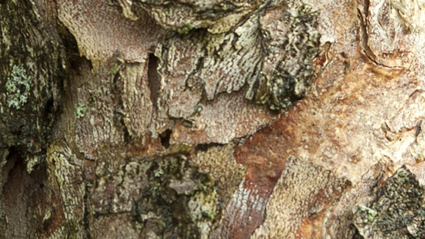 cornus mas bark