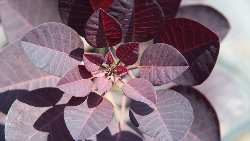 Cotinus Coggygria Royal Purple Treeebb Baumsuchmaschine Im Internet Baumschule Ebben