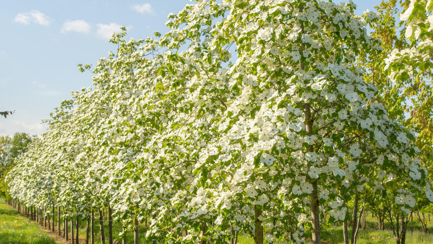 Cornus Eddie S White Wonder Treeebb Online Tree Finding Tool Ebben Nurseries