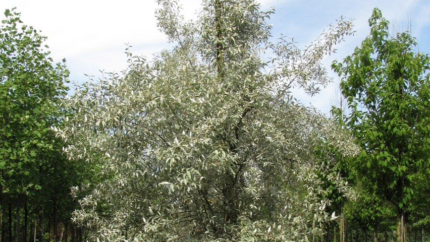 Image of Elaeagnus Quicksilver berries winter
