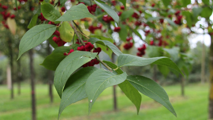 Euonymus europaeus