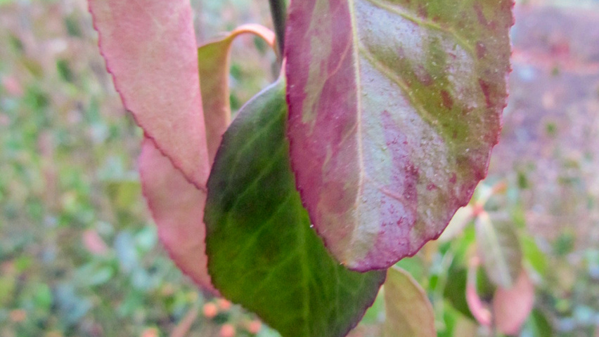 Euonymus fortunei 2025 dart's blanket