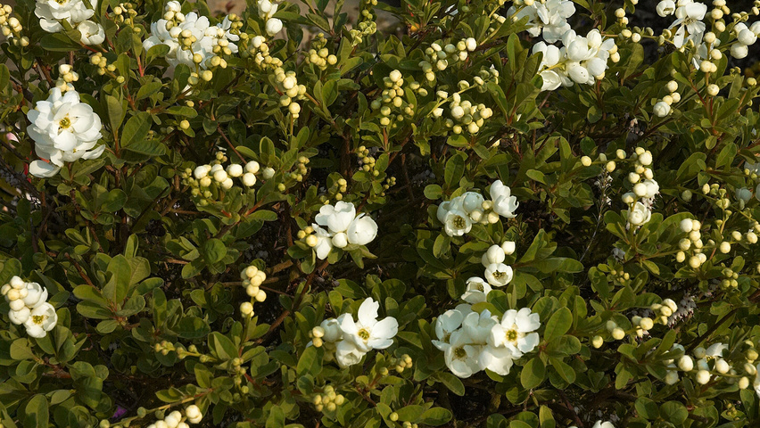 Image of Exochorda the Bride's flowers in a vase