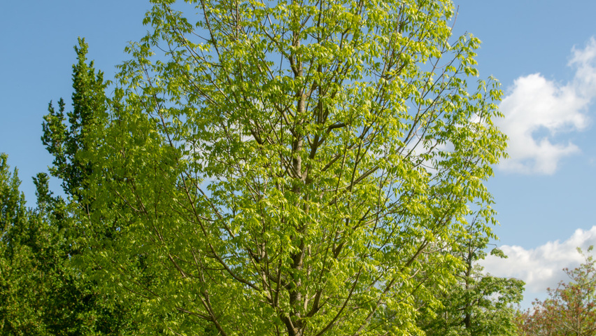 Fraxinus Americana 'skyline' 