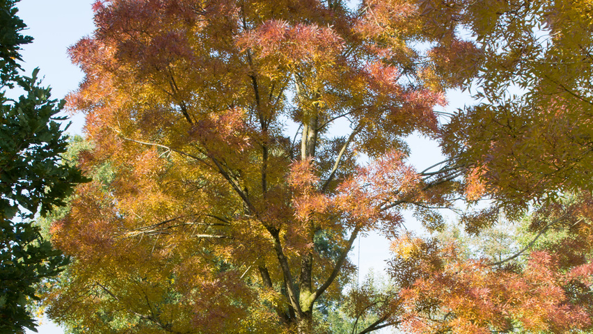 Fraxinus angustifolia raywood