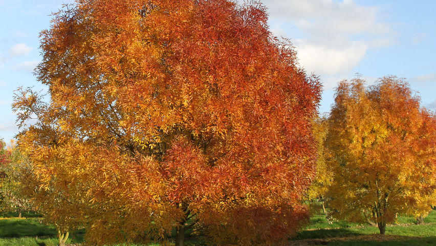 Fraxinus angustifolia raywood