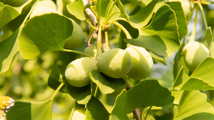 Ginko Tree Fruit / Growing Ginkgo From Seed Space For Life - The lombardy poplar tree is considered to be the best of the fast growing trees and has been known to grow in excess of 10 feet in the first year of transplanting.