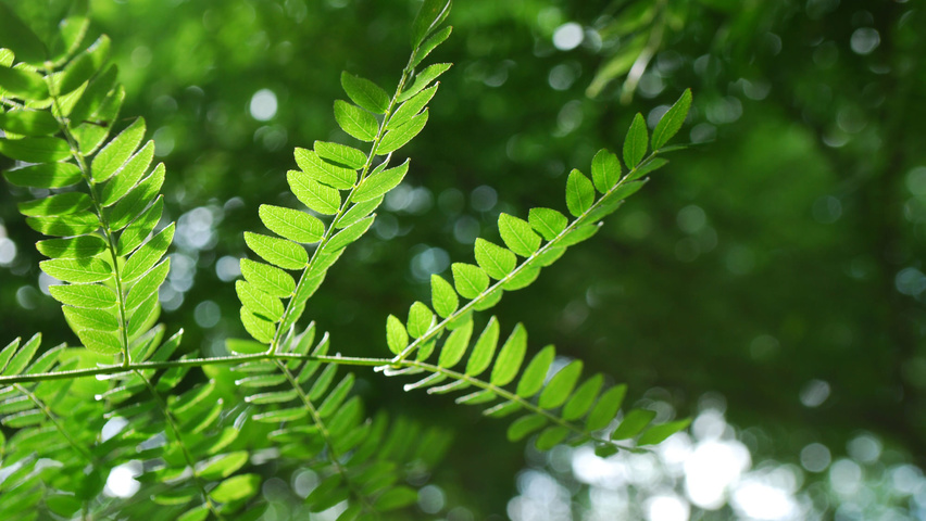 Gleditsia triacanthos | TreeEbb | Online tree-finding tool | Ebben ...