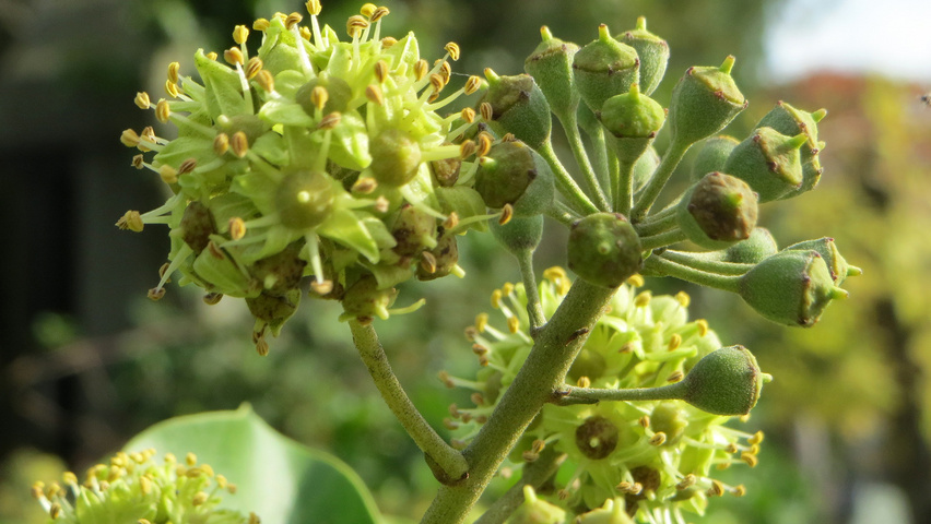 Hedera helix | TreeEbb | Online tree-finding tool | Ebben Nurseries