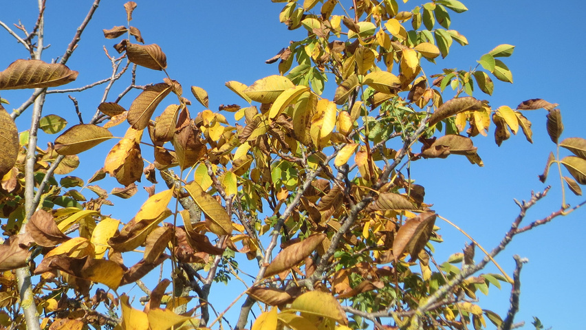 Juglans regia Herbstblatt