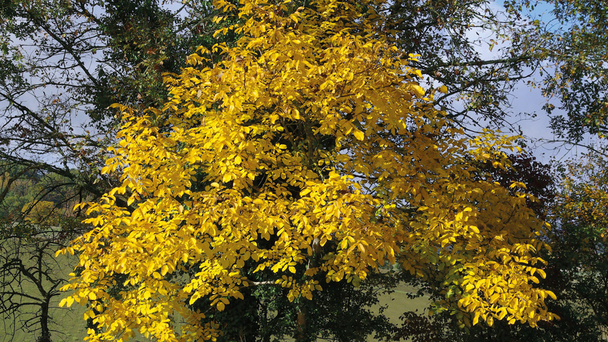 Juglans regia Herbstblatt