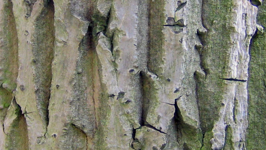 Juglans regia Rinden