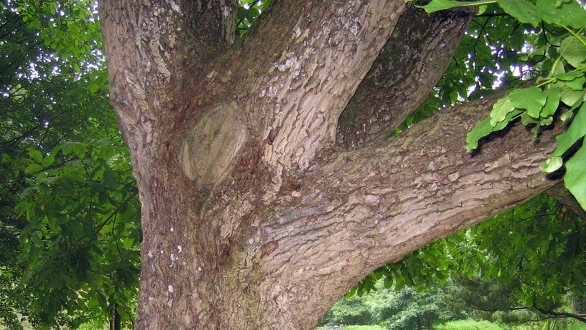 Juglans regia Rinden