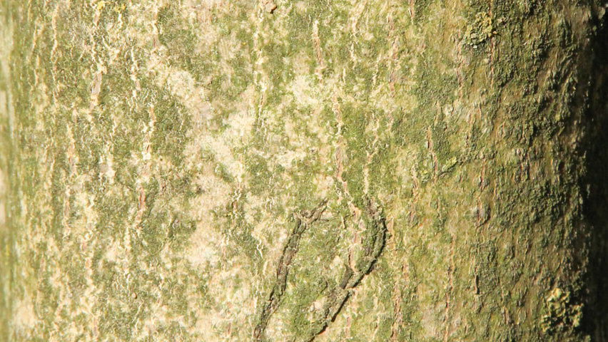 Juglans regia Rinden