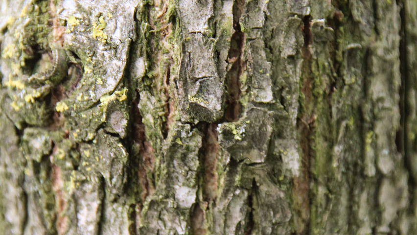 Juglans regia Rinden