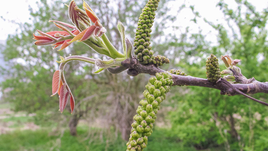 Juglans regia Blumen