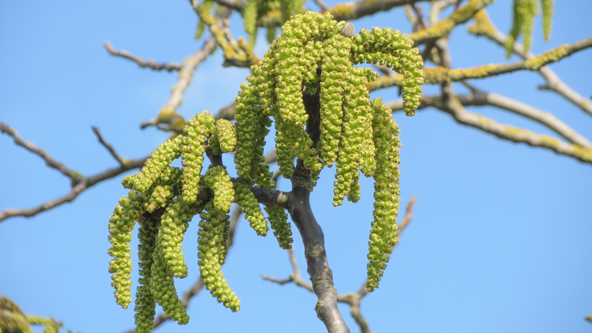Juglans regia Blumen
