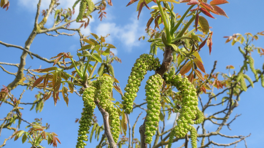 Juglans regia Blumen