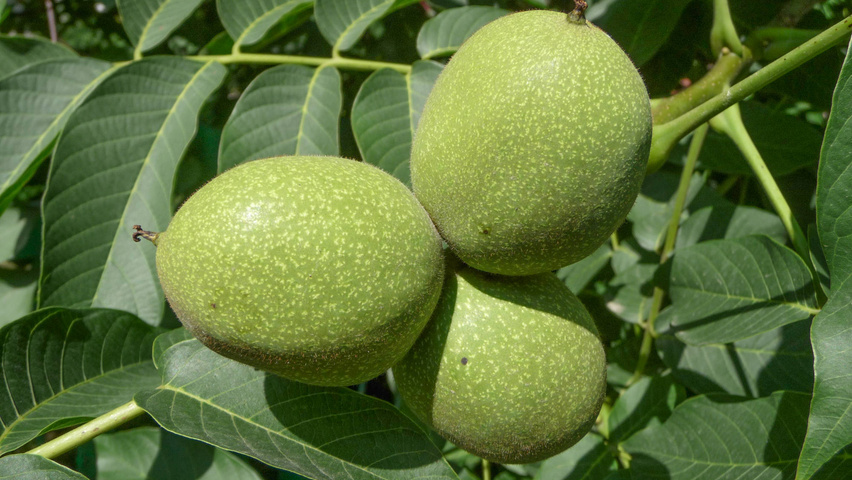 Juglans regia Frucht