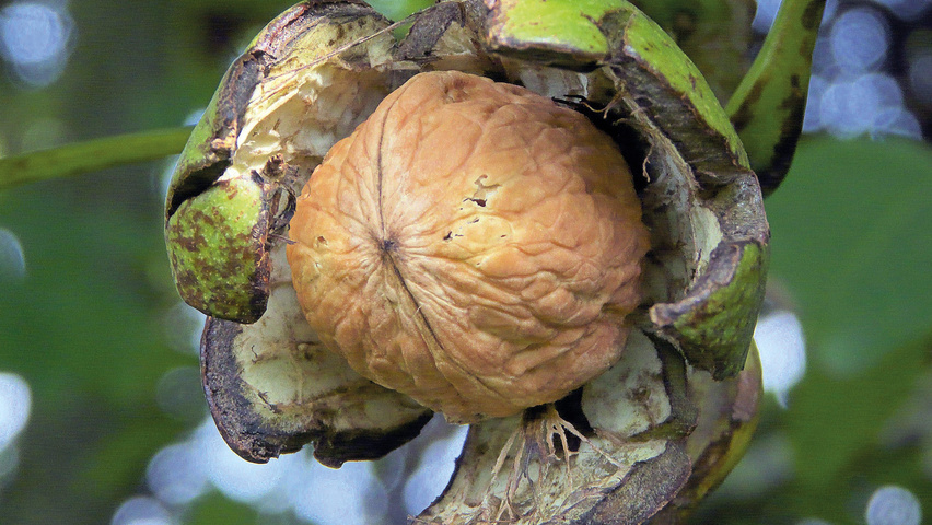 Juglans regia Frucht