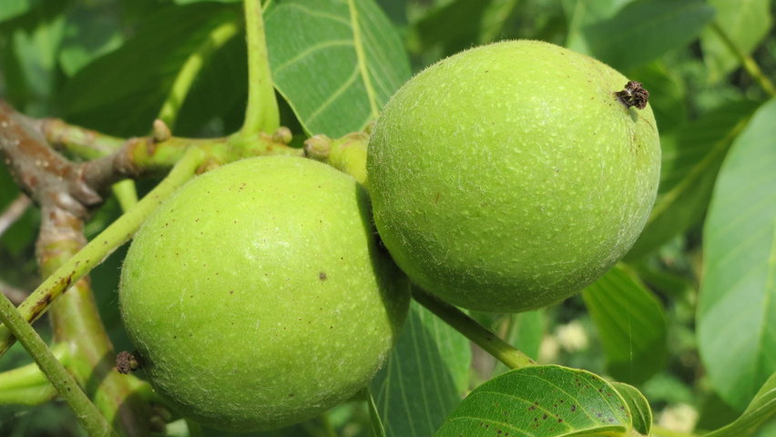 Juglans regia Frucht