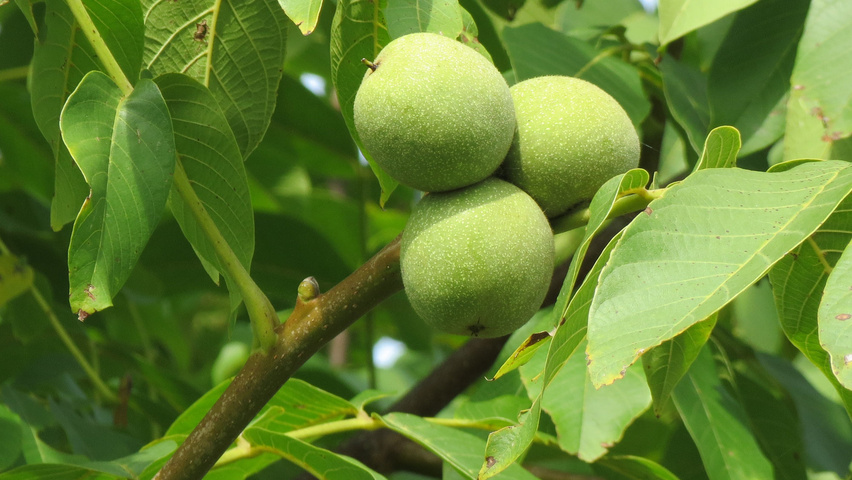 Juglans regia Frucht