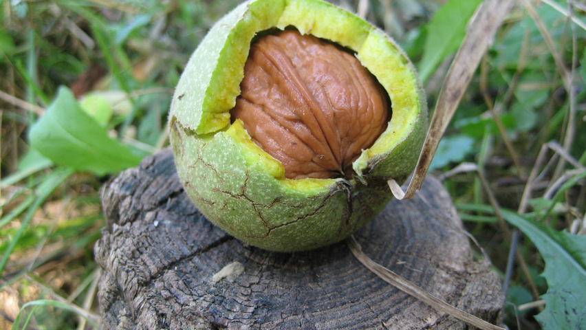 Juglans regia Frucht