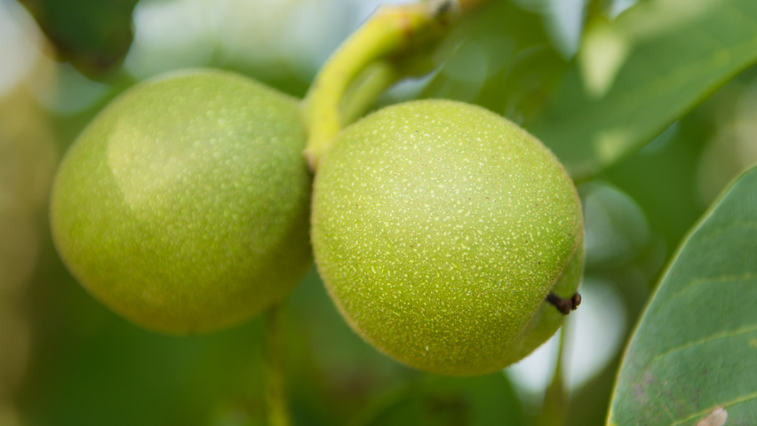 Juglans regia Frucht