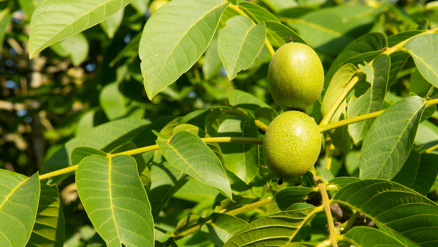 Juglans regia Frucht