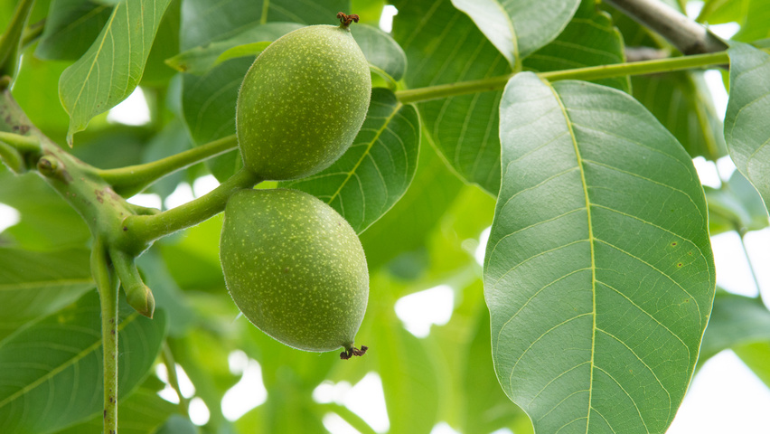 Juglans regia Frucht