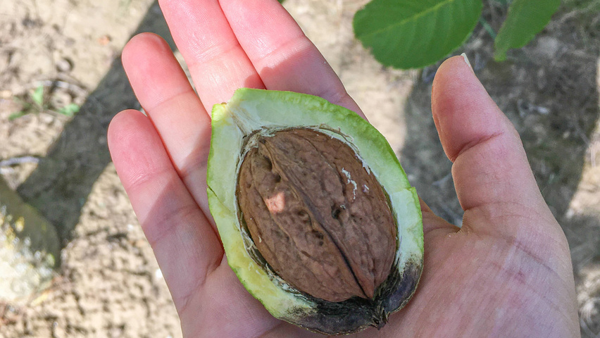 Juglans regia Frucht