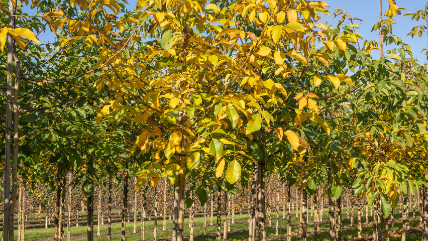 Juglans regia hochstämmig