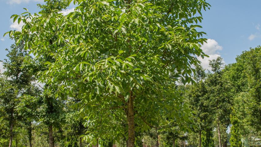 Juglans regia hochstämmig