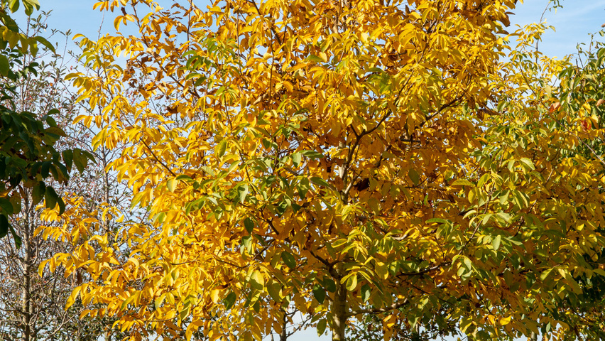 Juglans regia hochstämmig