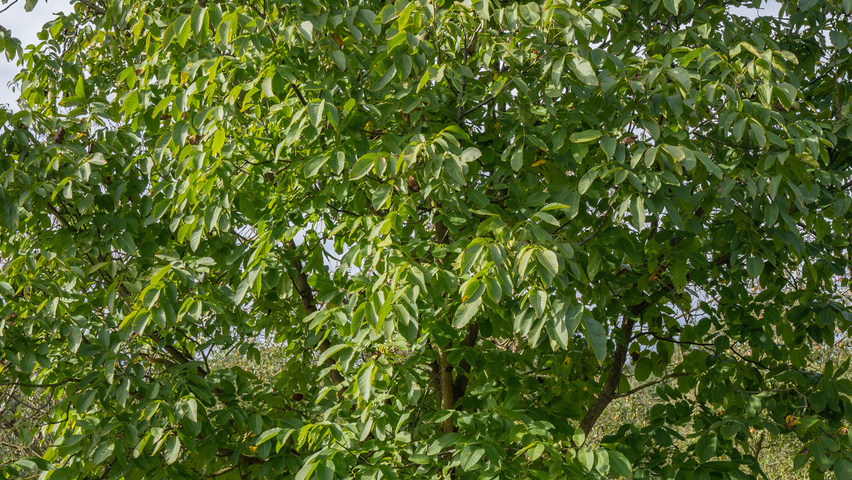 Juglans regia hochstämmig