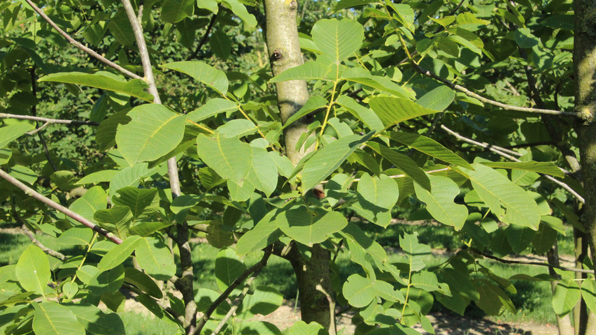 Juglans regia Blatt