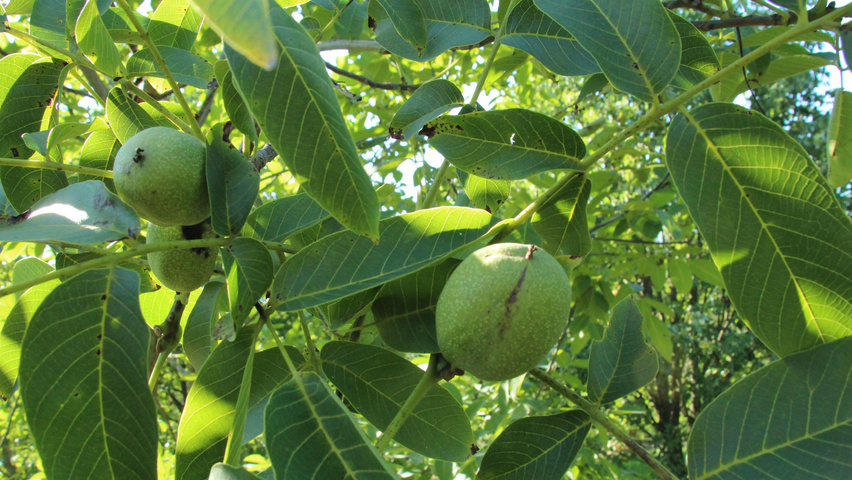 Juglans regia Blatt