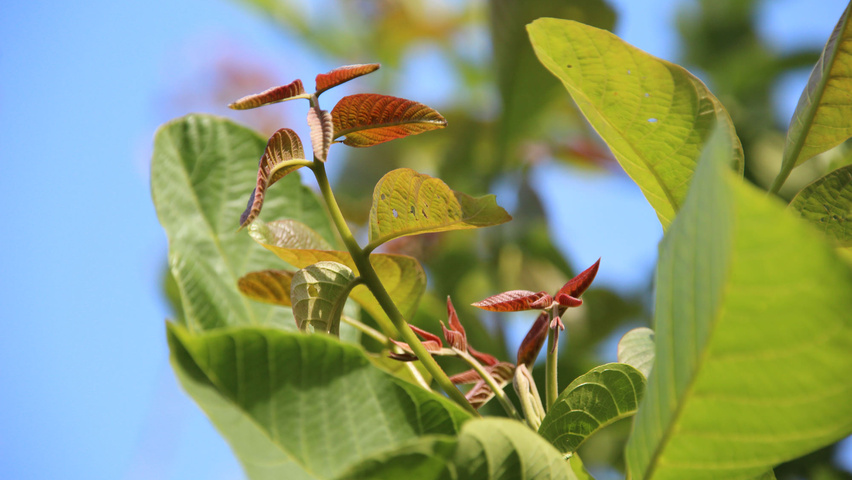 Juglans regia Blatt