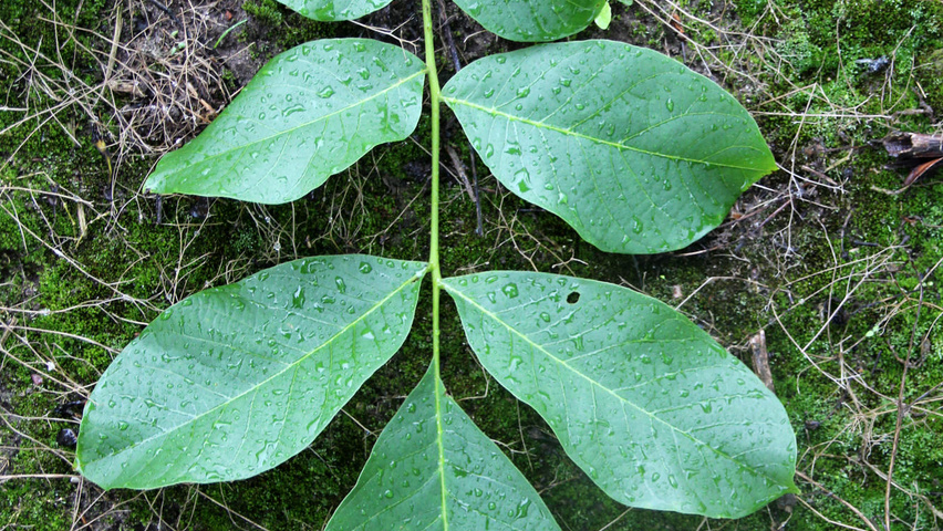 Juglans regia Blatt