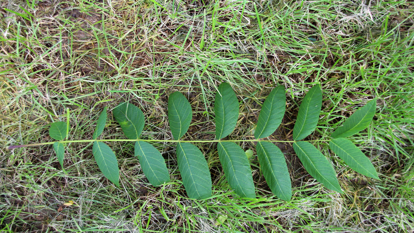 Juglans regia Blatt