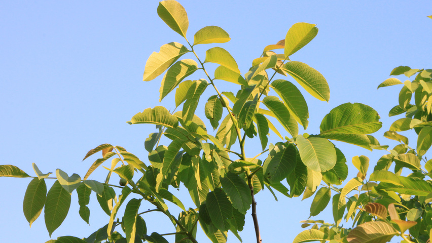 Juglans regia Blatt