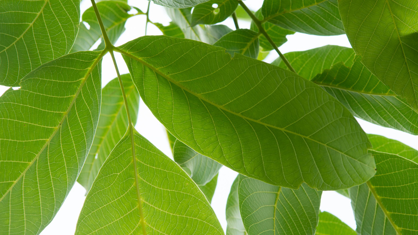 Juglans regia Blatt
