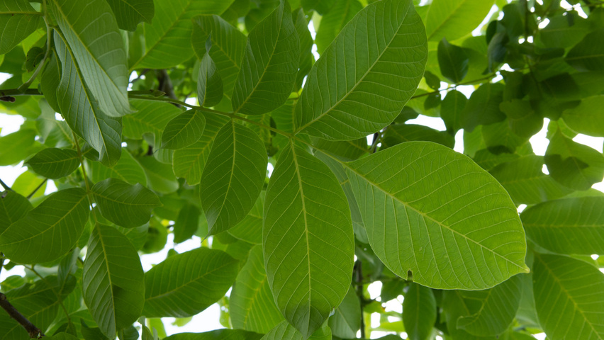 Juglans regia Blatt