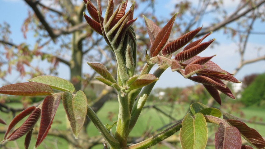 Juglans regia Blatt